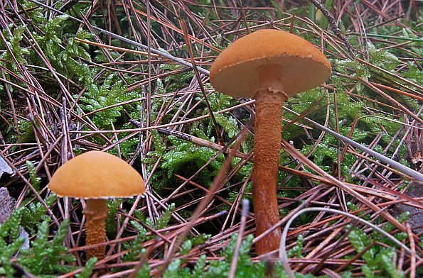 Cystoderma amianthinum, smeđa hrapavica