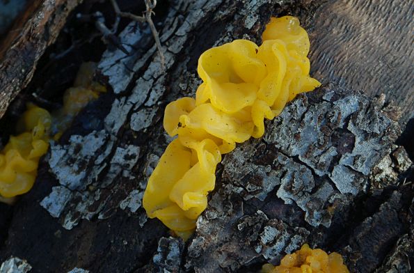 Dacrymyces chrysospermus, borova drhtavica
