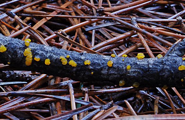 Dacrymyces stillatus, borova drhtavica