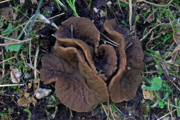 Discina megalospora, mediteranska pločarica