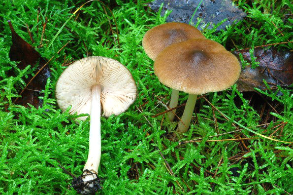 Entoloma cetratum, štitasta rudoliska