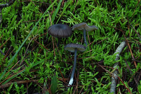 Entoloma corvinum, vranska rudoliska