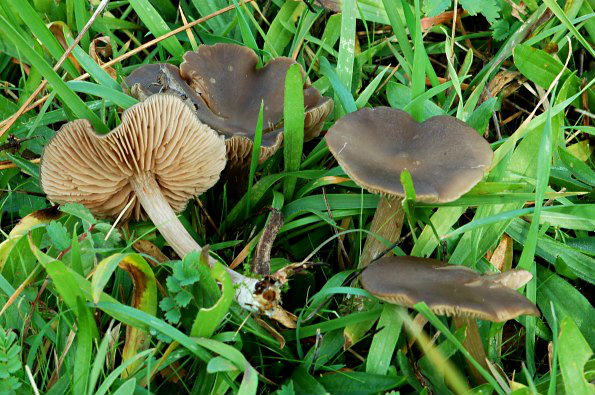 Entoloma costatum, rebrasta rudoliska