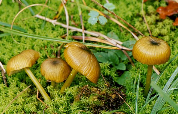 Entoloma incanum, zelenkasta rudoliska