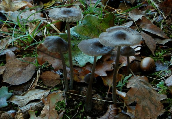 Entoloma juncinum, vitka rudoliska