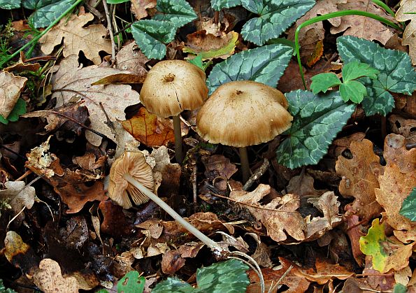 Entoloma ochromicaceum, pjegava rudoliska