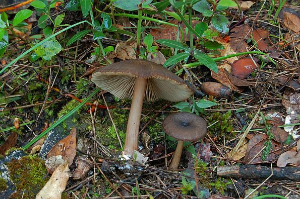 Entoloma pseudoturci, smeđkasta rudoliska