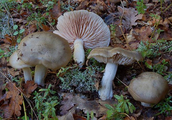 Entoloma rhodopolium, pokunjena rudoliska