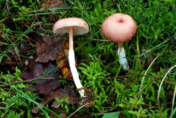 Entoloma roseum, ružičasta rudoliska