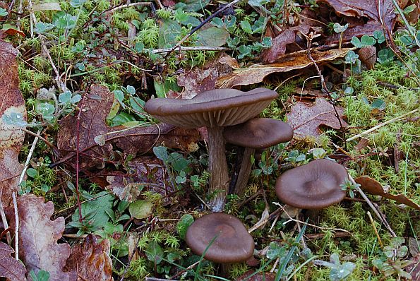 Entoloma rhodopolium, pokunjena rudoliska