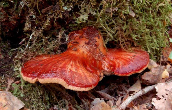 Fistulina hepatica, jetrenka, vukovo meso