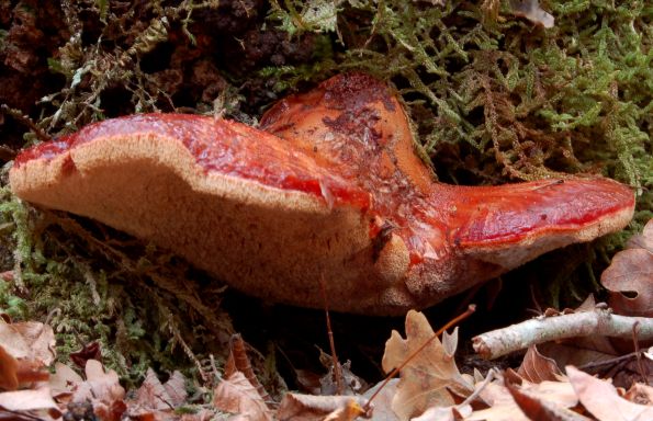 Fistulina hepatica, jetrenka, vukovo meso