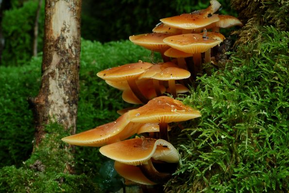 Flammulina velutipes, baršunasta panjevčica