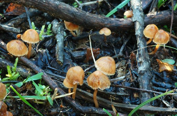 Galerina graminea, livadna patuljica