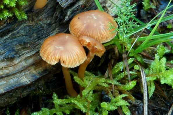 Galerina graminea, livadna patuljica