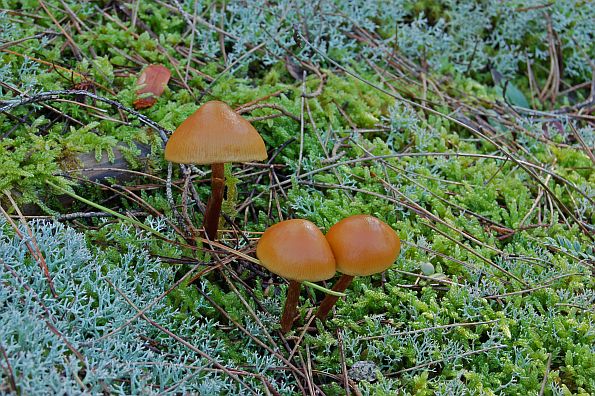 Galerina uncialis, palčana patuljica