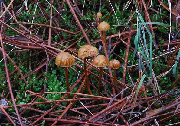 Galerina vittiformis, prugasta patuljica