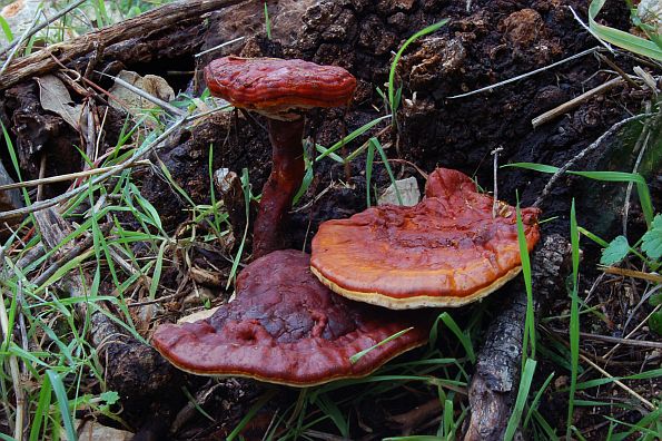 Ganoderma lucidum, hrastova sjajnica