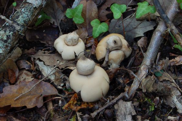 Geastrum fimbriatum, trepavičava zvjezdača