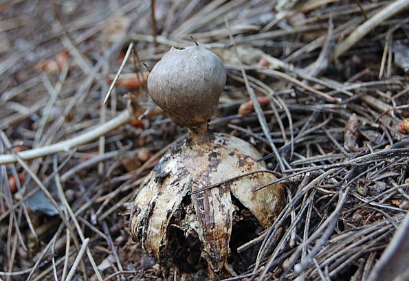 Geastrum pectinatum, grebenasta zvjezdača