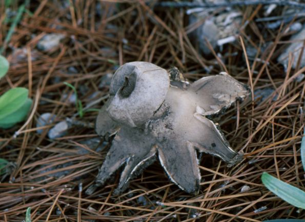 Geastrum pectinatum, grebenasta zvjezdača