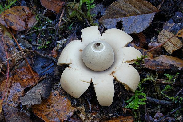 Geastrum saccatum, okrugla zvjezdača