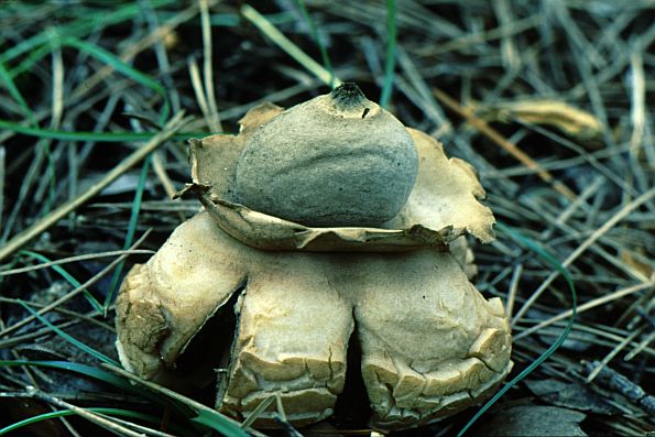 Geastrum triplex, troslojna zvjezdača