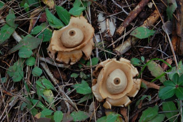 Geastrum pectinatum, grebenasta zvjezdača