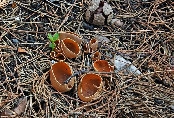 Geopyxis carbonaria, ugljenski pehar, zgarištar