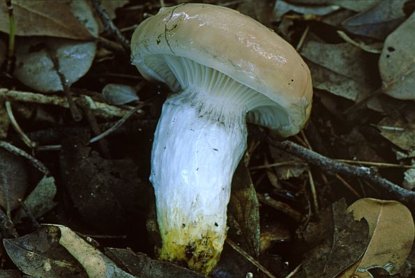 Gomphidius glutinosus, veliki slinar