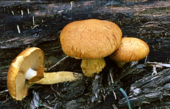 Gymnopilus junonius, divna plamenka