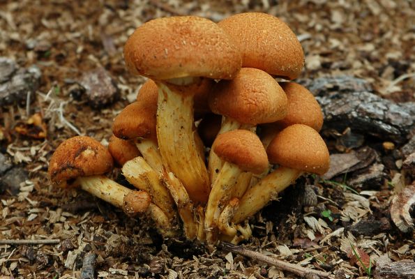Gymnopilus junonius, divna plamenka