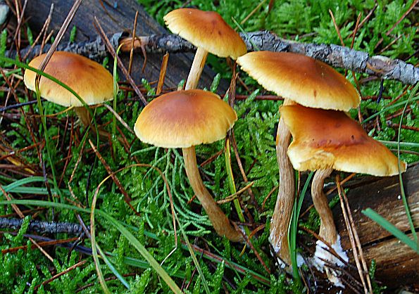 Gymnopilus penetrans, razorna plamenka