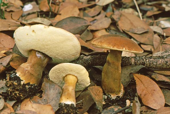 Gyroporus castaneus, maronka, kestenjasti vrganj