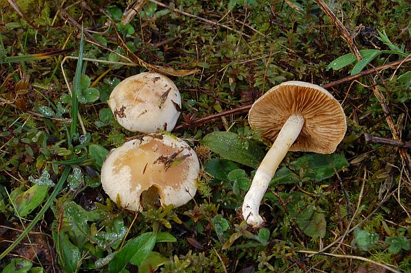 Hebeloma birrus, slabašna plavulja