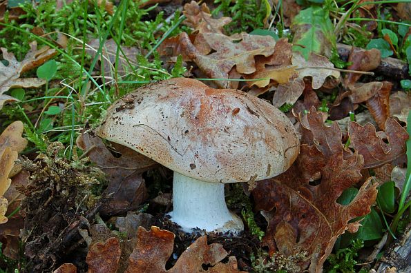 Hebeloma bulbiferum, gomoljasta plavulja