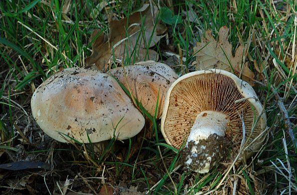 Hebeloma crustuliniforme, blijeda plavulja