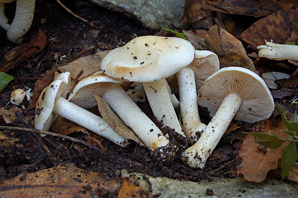 Hebeloma eburneum, bjelokostna plavulja