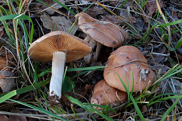 Hebeloma theobrominum, crvenosmeđa plavulja