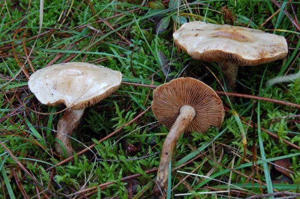 Hebeloma versipelle, čehavonoga plavulja