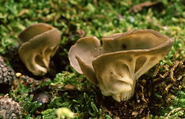 Helvella acetabulum, proljetna rebrašica, obična rebrašica