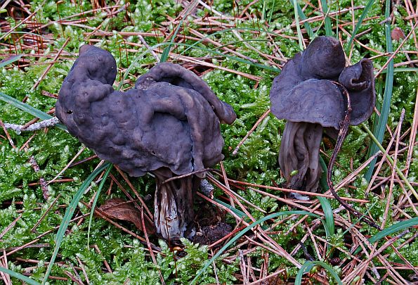 Helvella lacunosa, jamičavi hrčak