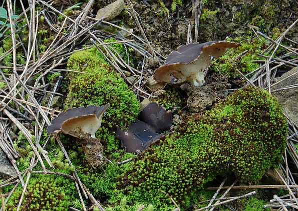 Helvella leucomelaena, bijelocrna rebrašica