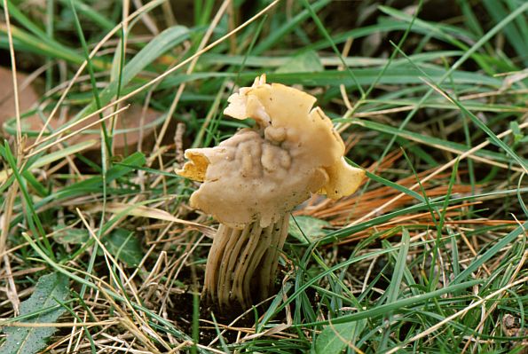 Helvella pithyophila, borov hrčak