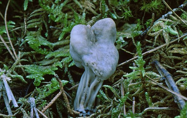 Helvella sulcata, brazdasti hrčak