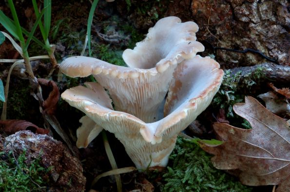 Hohenbuehelia auriscalpium, špatulasta školjkarica