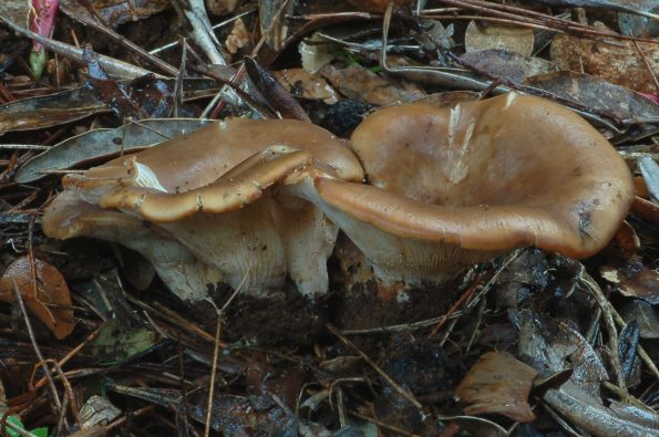 Hohenbuehelia geogenia, mrka školjkara, prizemna školjkarica