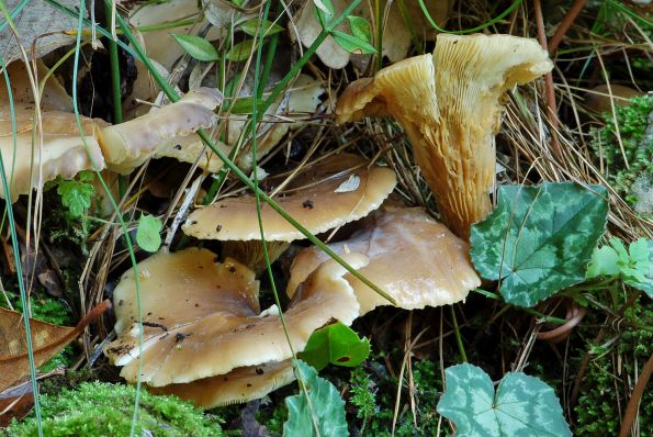 Hohenbuehelia petaloides, lopatasta školjkarica