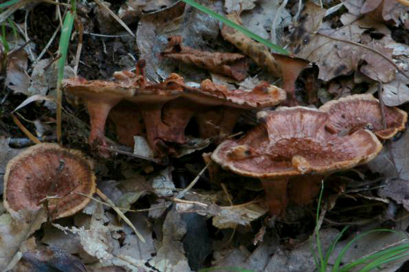 Hydnellum concrescens, srašćena ježevica