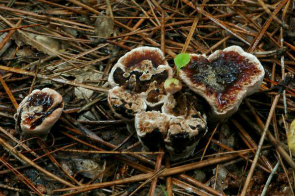 Hydnellum ferrugineum, krvareća ježevica